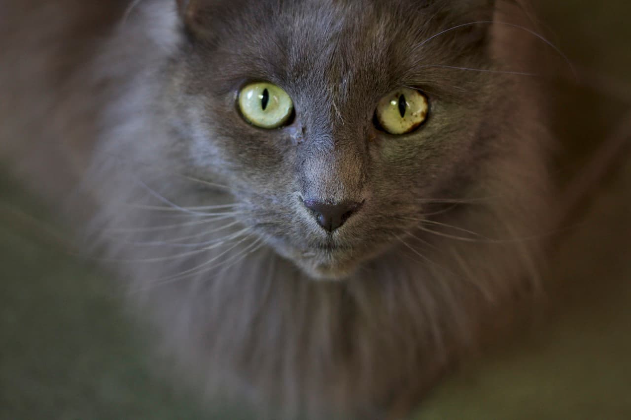 Max